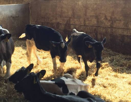 "After working with my readiness I better understood that circular economy is more than just recycling. It is also a great opportunity for innovating my current business model"